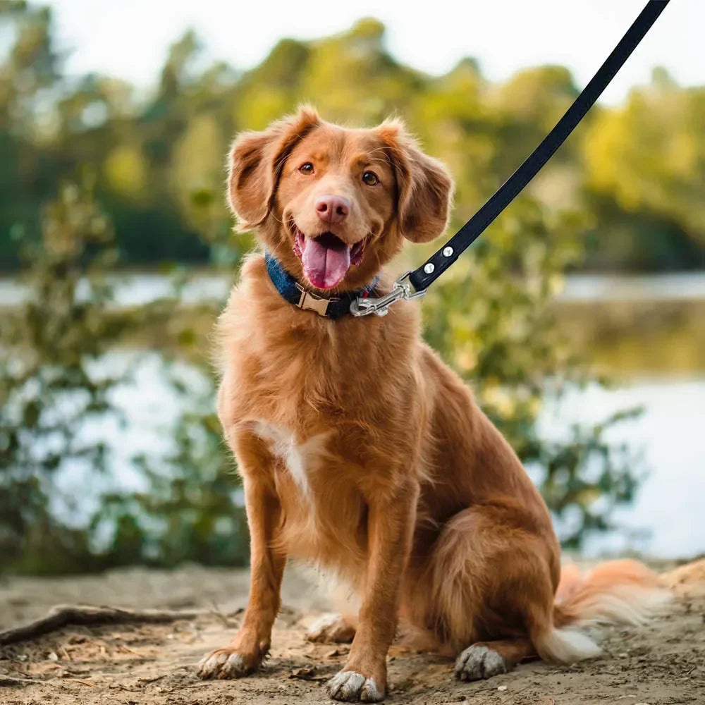 Dailypets Soft PU Leather Dog Leash with Alloy Hook for Everyday Walks and Training