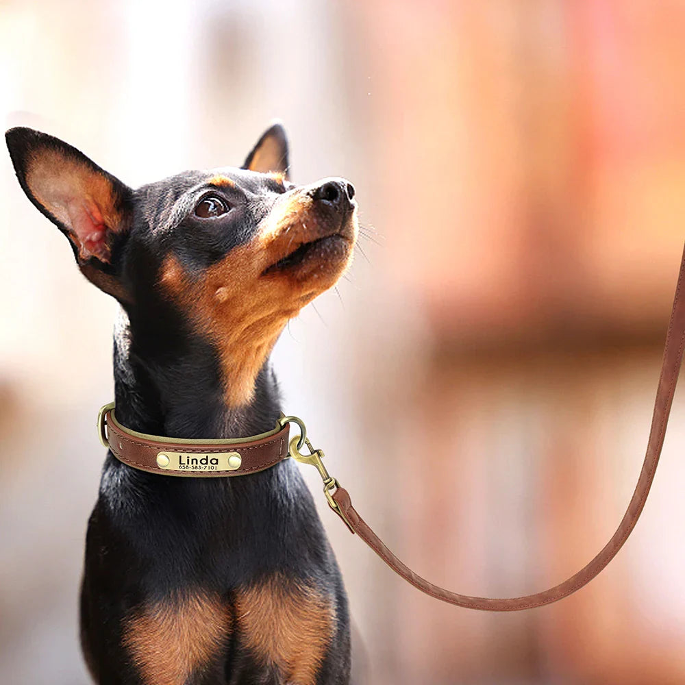 Dailypets Premium Leather Dog Lead with 150 cm Length for Everyday Walking Control