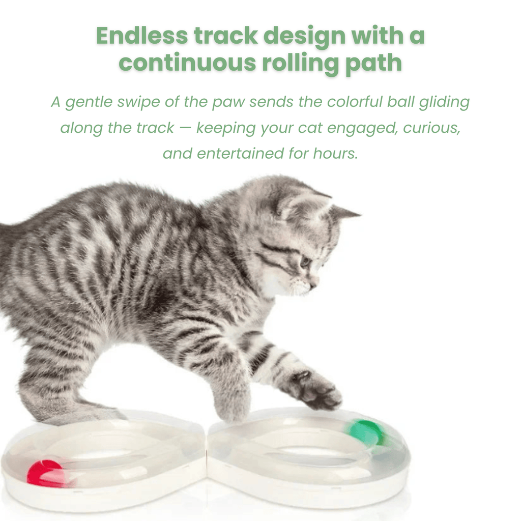 Dailypets Interactive Figure-8 Ball Track Toy for Cats with Rolling Ball Activity