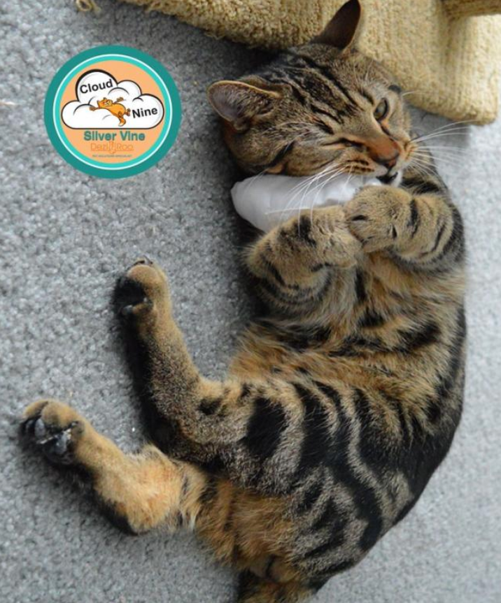 Dailypets Cloud Puff Silvervine Bundle for Cats