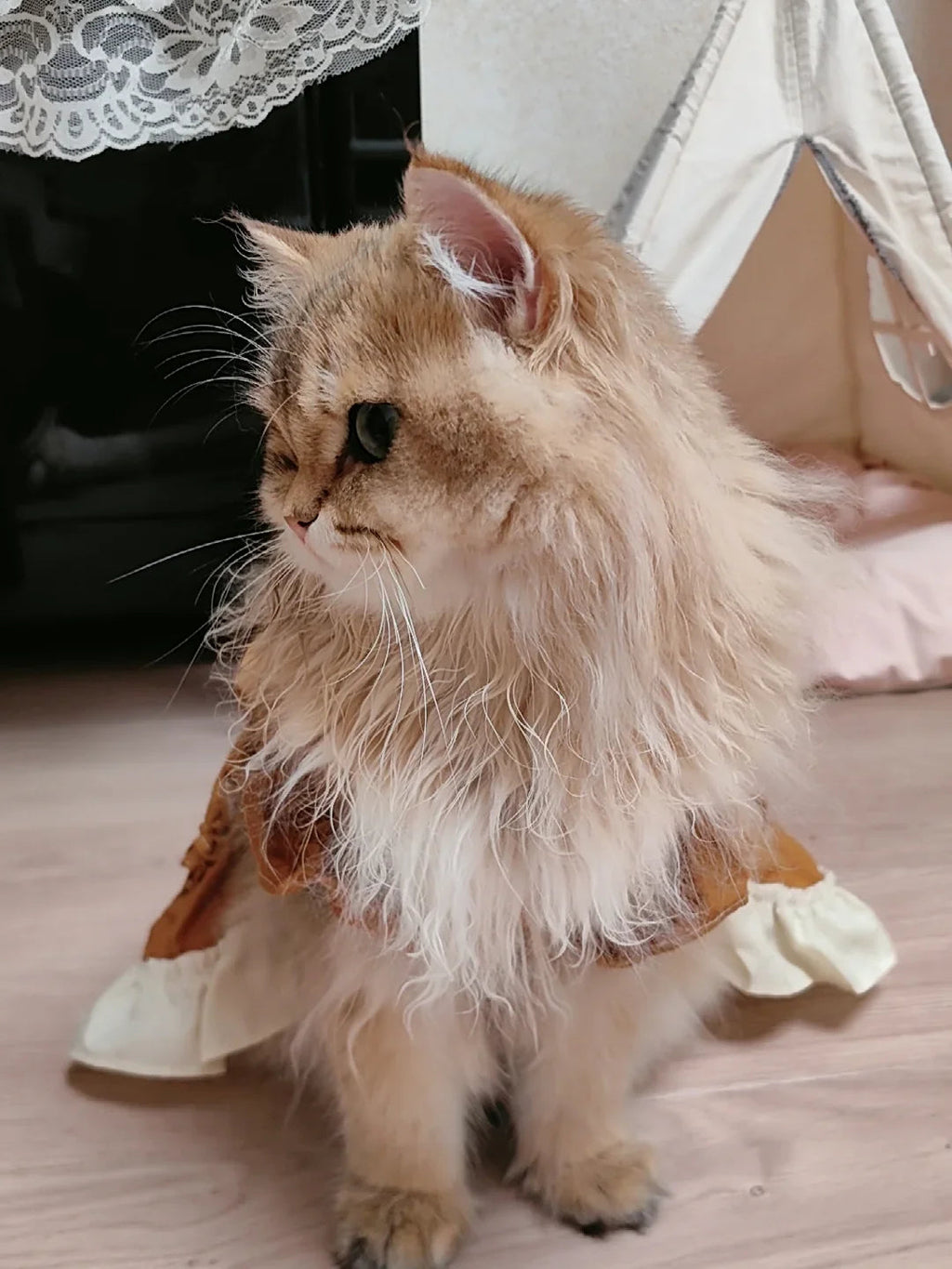 Dailypets Princess Cat Dress with Lace Trim and Elegant Autumn-Inspired Design