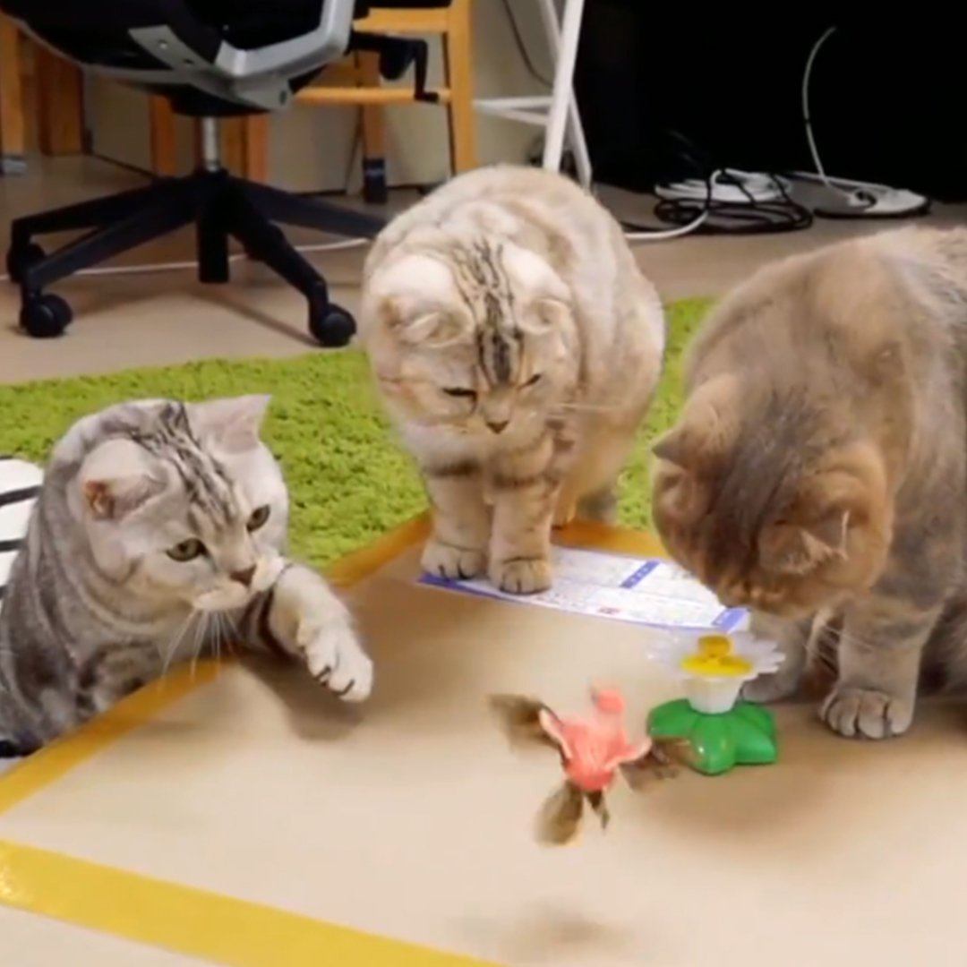Dailypets Electric Cat Teaser Toy, Butterfly & Hummingbird Hunt Toy