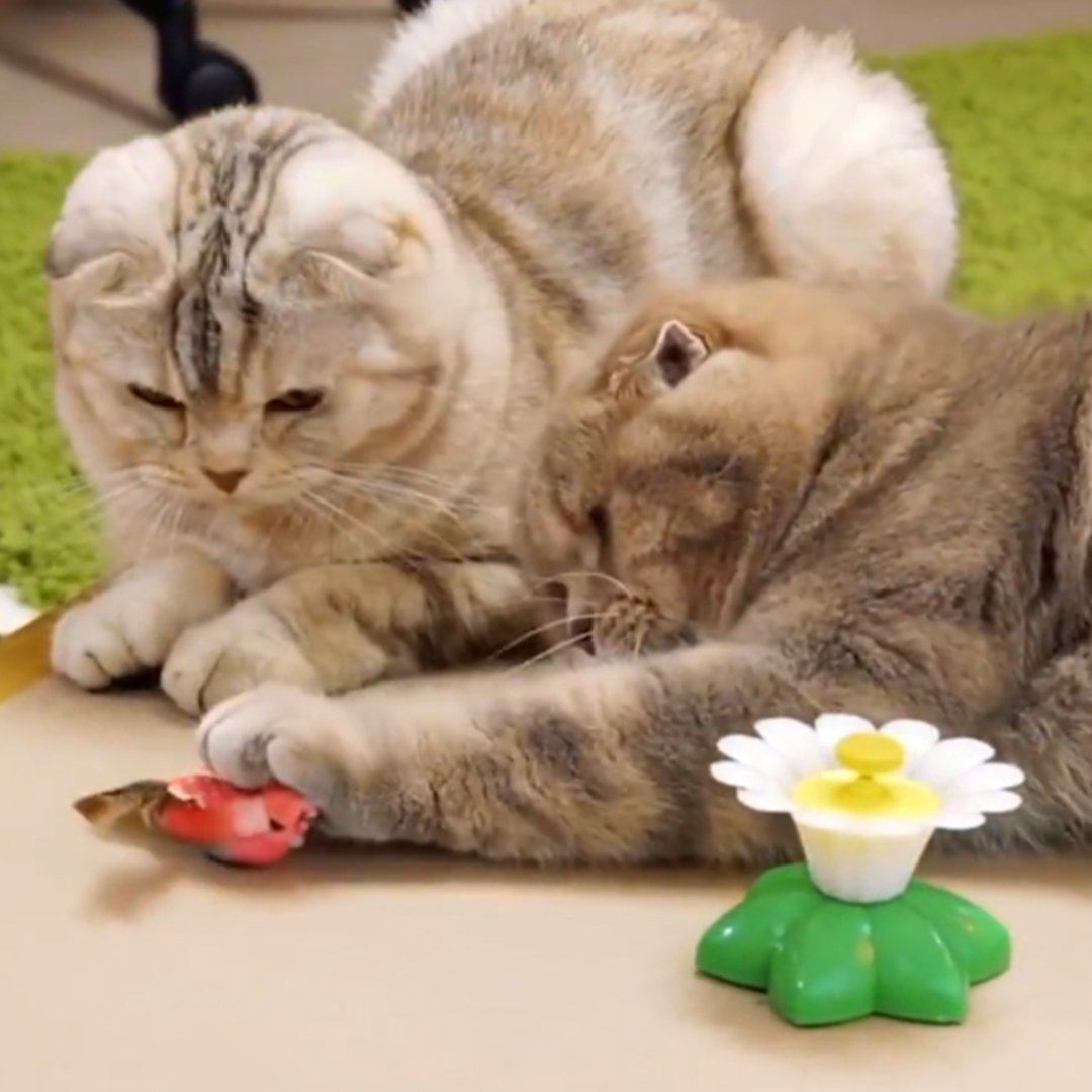 Dailypets Electric Cat Teaser Toy, Butterfly & Hummingbird Hunt Toy