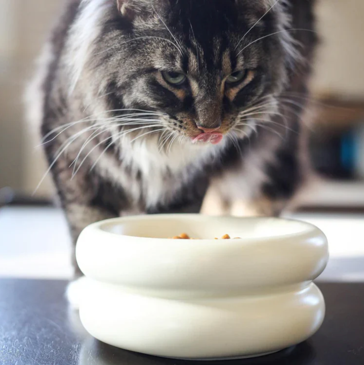 Dailypets Elevated Ceramic Cat Dining Bowl
