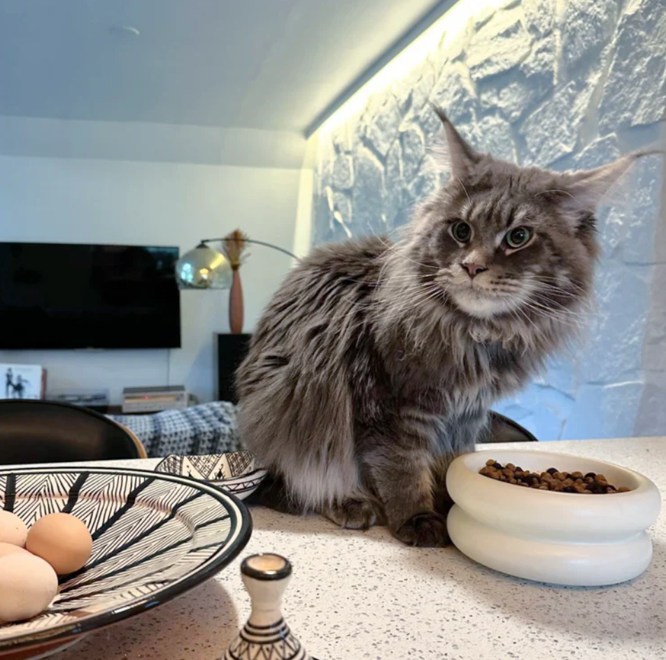Dailypets Elevated Ceramic Cat Dining Bowl