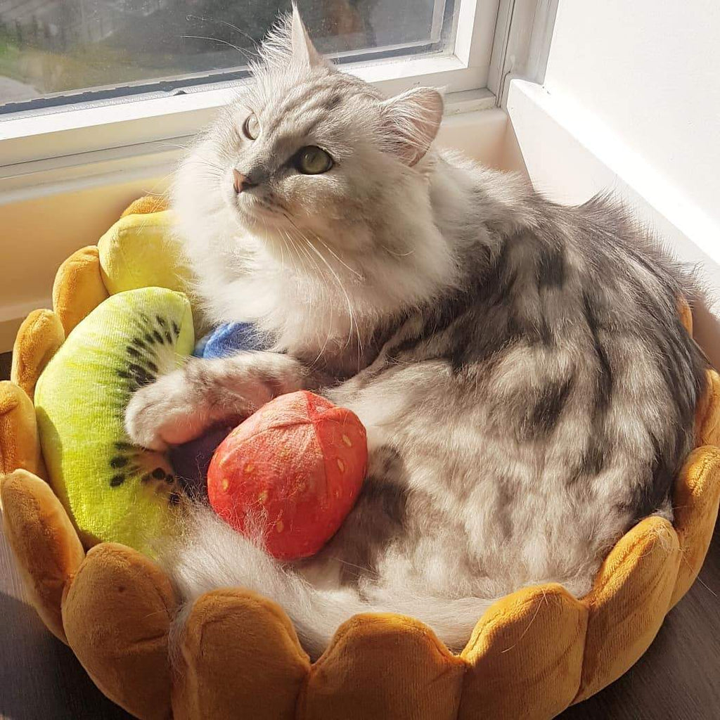 Dailypets Fruit Cushion Cat Bed, Plush Tart Nest for Naps and Play