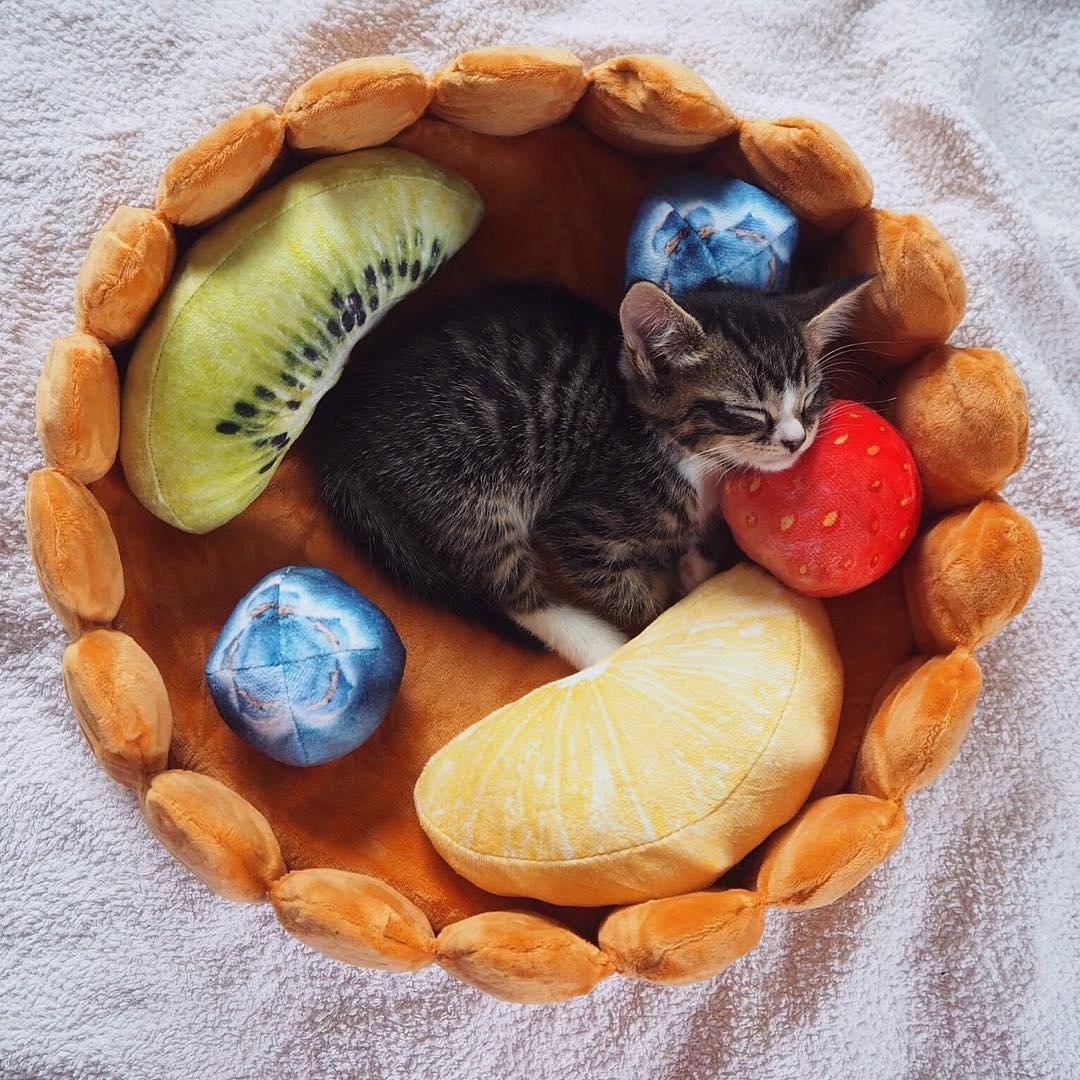 Dailypets Fruit Cushion Cat Bed, Plush Tart Nest for Naps and Play