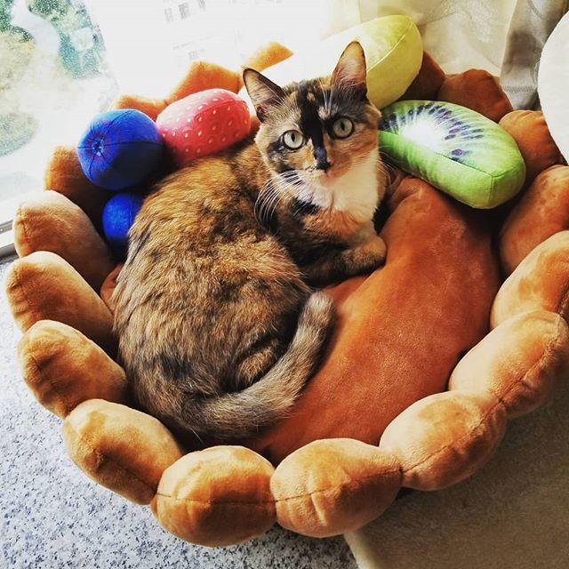 Dailypets Cozy Fruit Tart Cat Bed with Playful Plush Accents