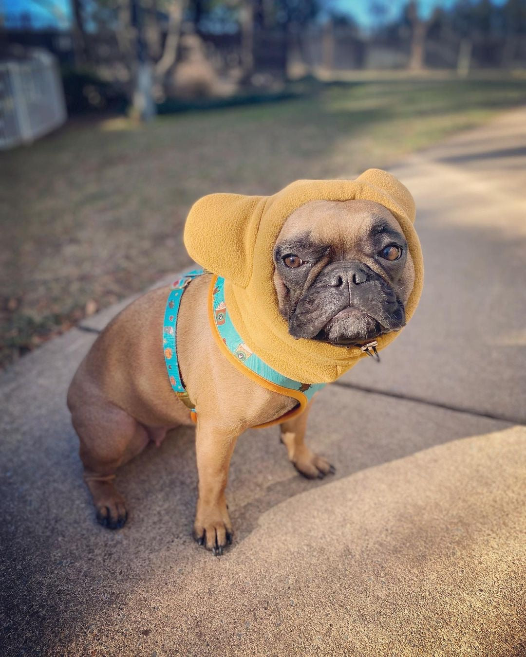 Dailypets Dog Ear Warmers Wind Cover Fleece Hat for Dogs