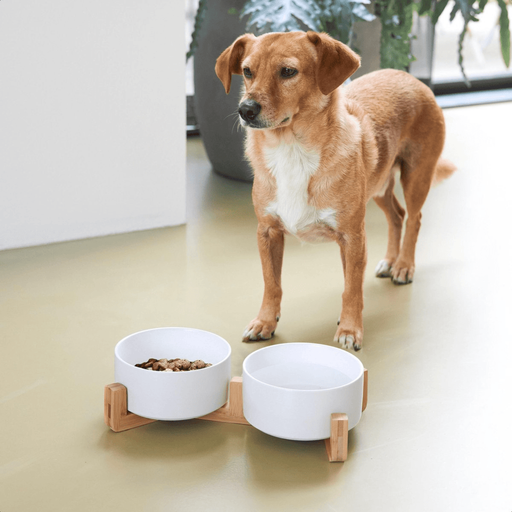 Dailypets Elevated Ceramic Pet Bowl Set of 2 with Stable Base for Food and Water Daily