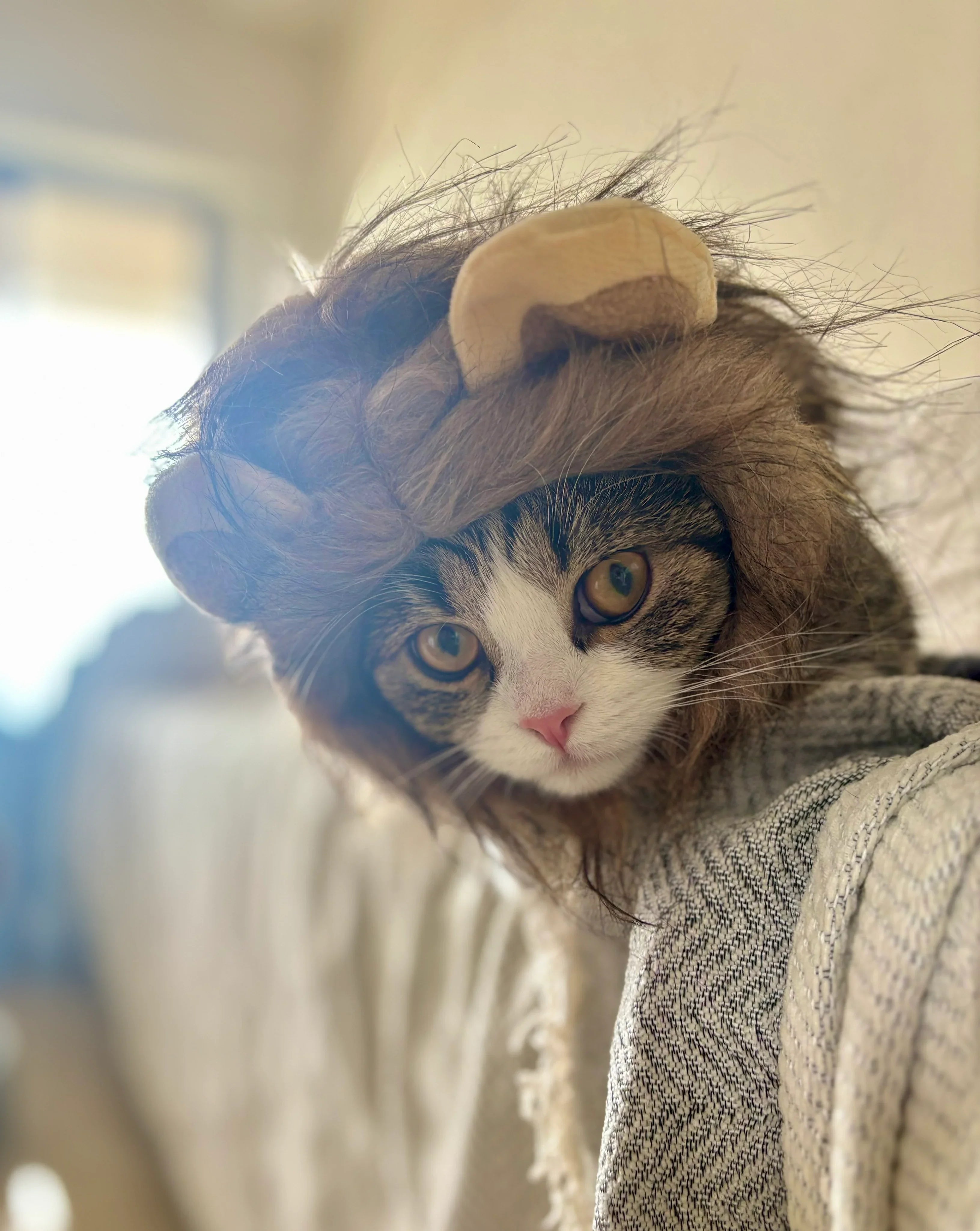 Dailypets Lion Mane Cat Hat for Photo Sessions and Dress-Up