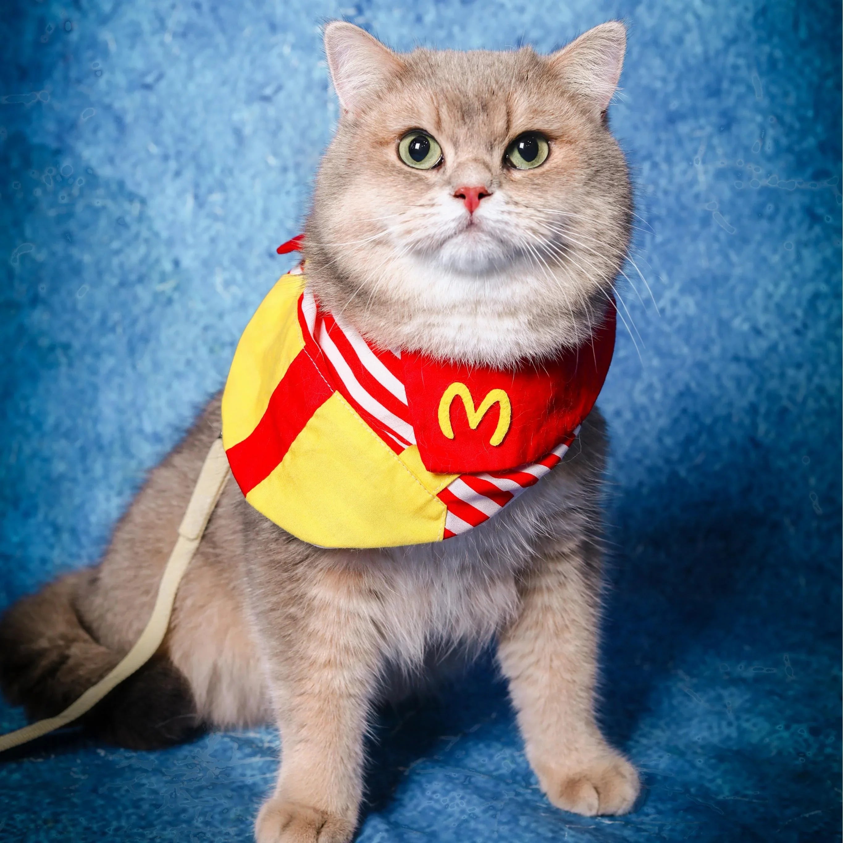 Dailypets Character-Inspired Cat Bib and Hat Set for Indoor Cats