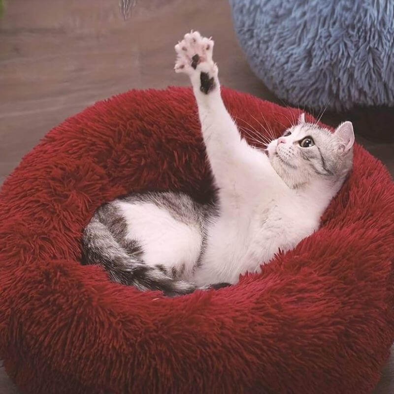 Dailypets Fluffy Cat Bed, Raised Rim Round Bed for Daily Comfort