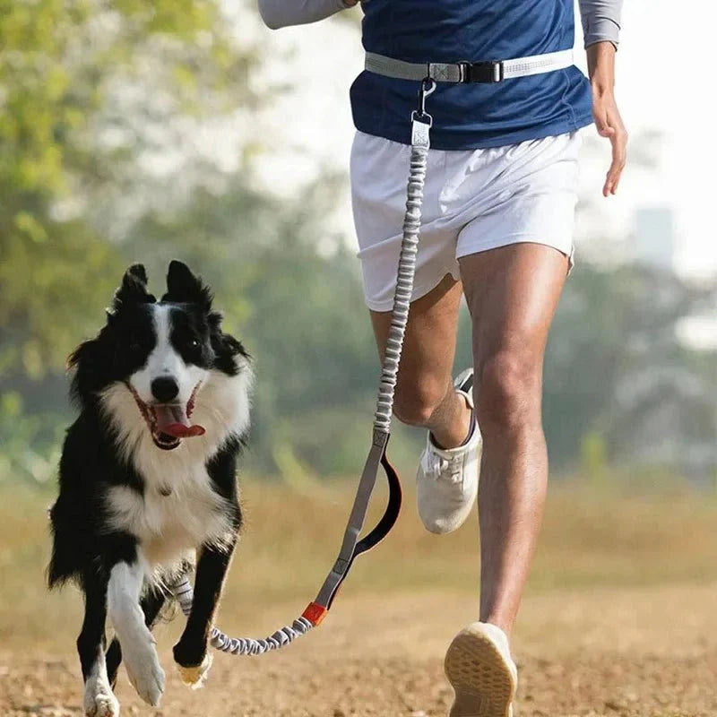 Dailypets Hands-Free Bungee Dog Leash with Adjustable Waist Belt for Walking and Running