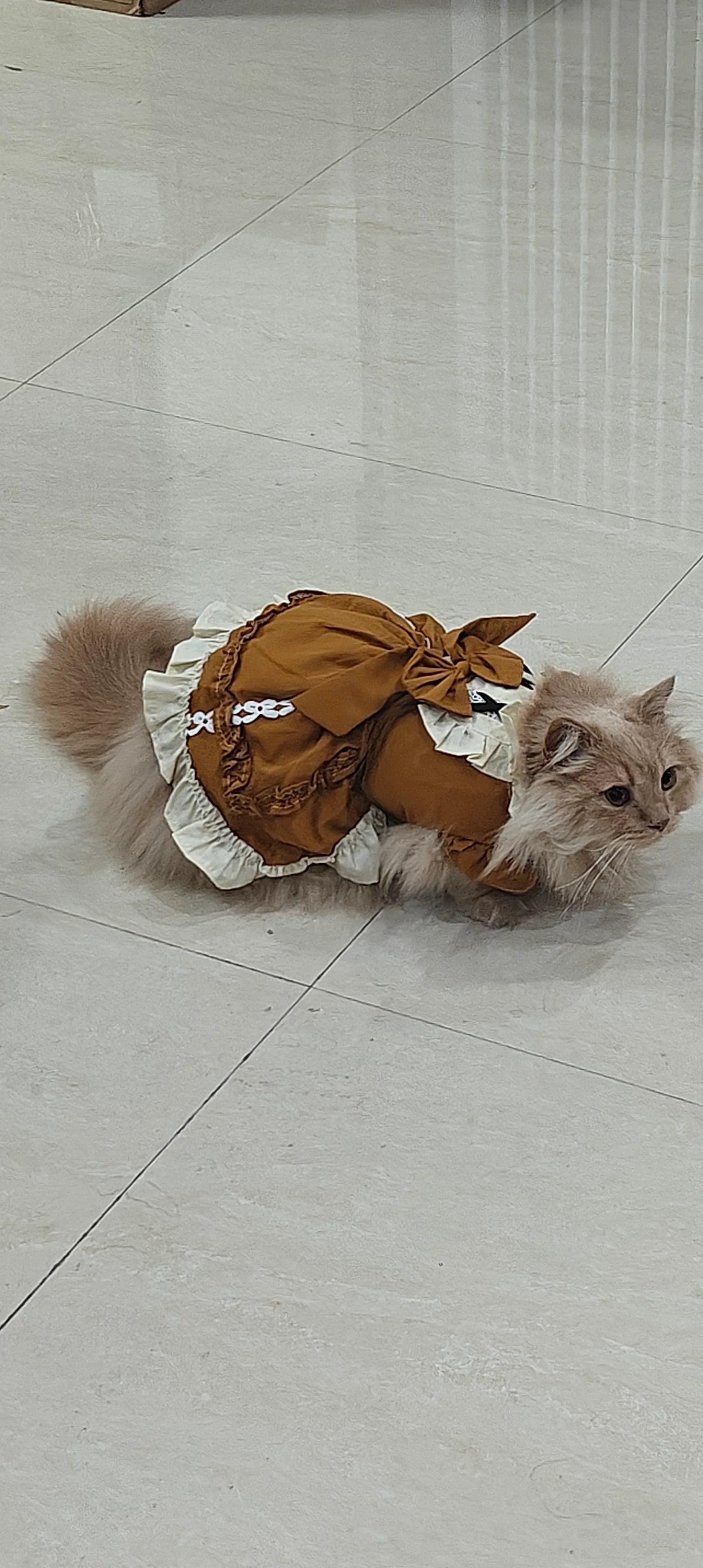 Dailypets Princess Cat Dress with Lace Trim and Elegant Autumn-Inspired Design