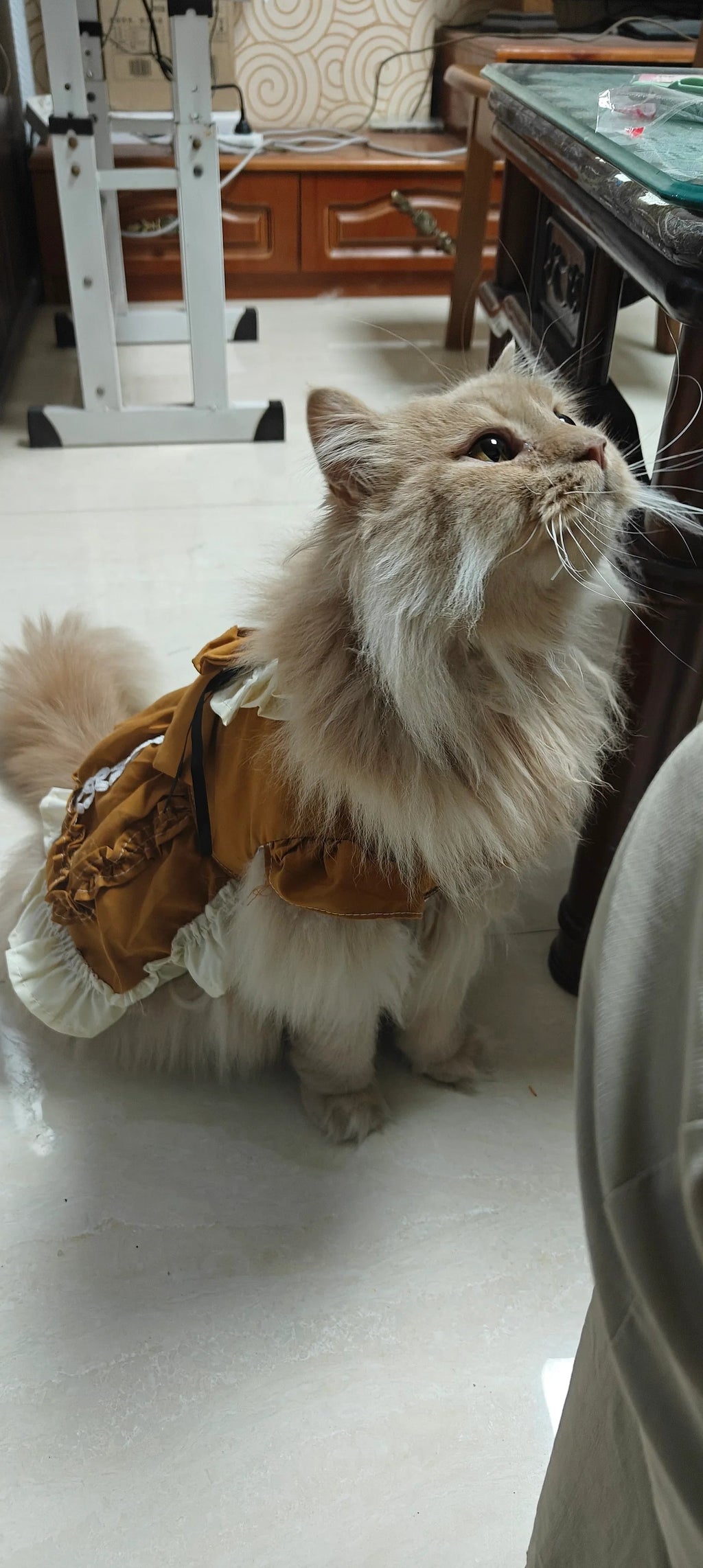 Dailypets Princess Cat Dress with Lace Trim and Elegant Autumn-Inspired Design