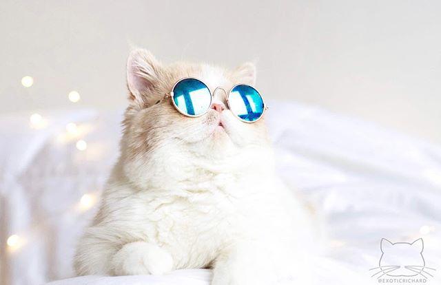 Dailypets Round Hippie Sunglasses for Cats