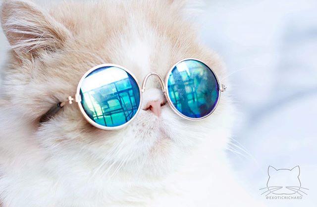 Dailypets Round Hippie Sunglasses for Cats