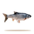 Dailypets Automatic Flopping Fish – Interactive Cat Toy for Indoor Cats