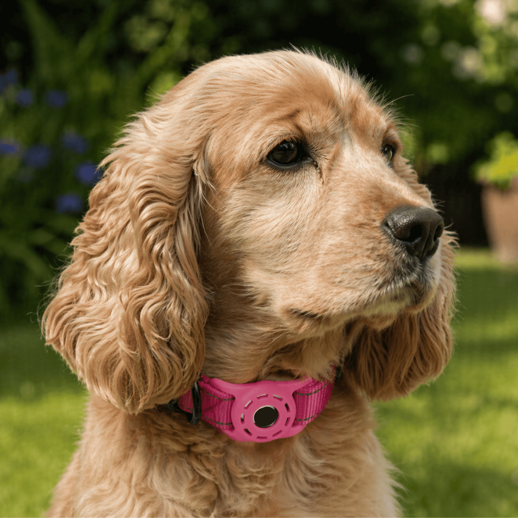 Dailypets Android Smart Tracker and Adjustable Reflective Collar Kit