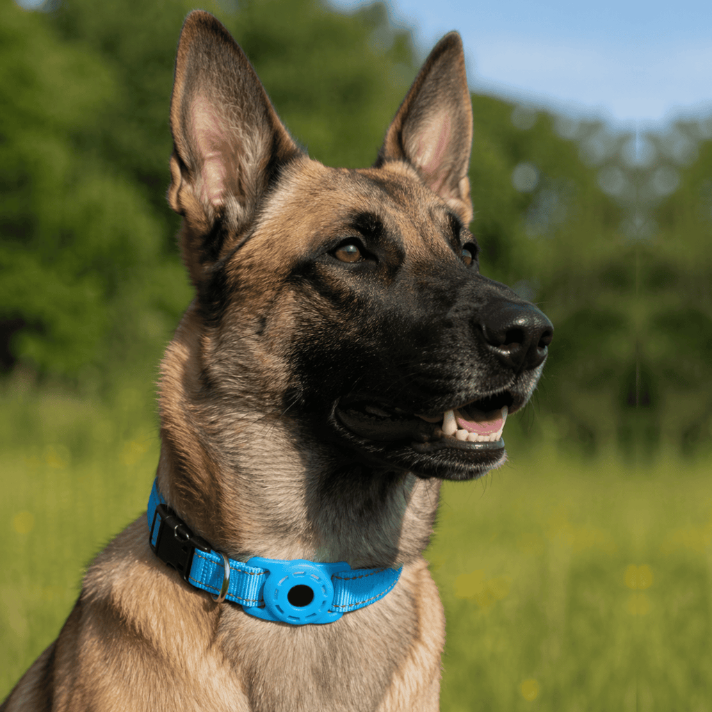 Dailypets SmartTag Pet Collar Set with Apple Find My Compatibility and Reflective Design