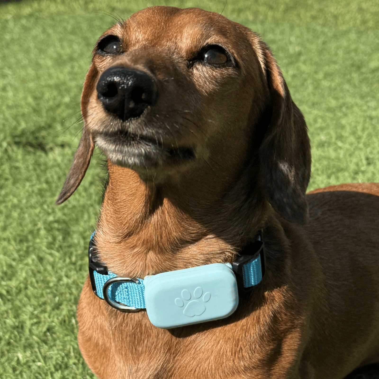 Dailypets Bluetooth Pet Locator for Apple Devices with Real-Time Find My Integration