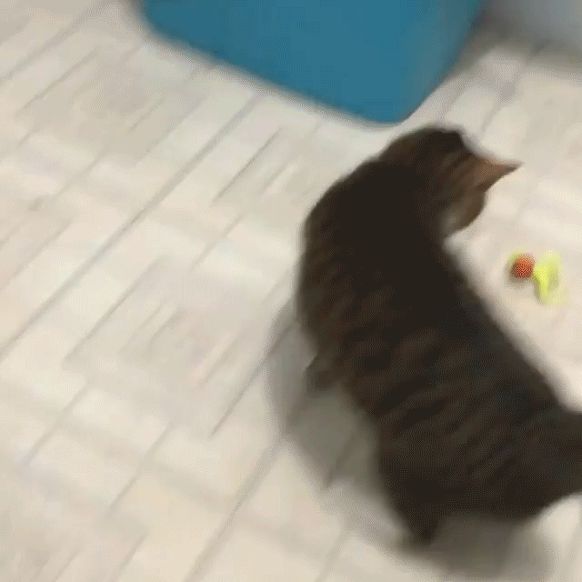 Dailypets Glow Cat Ball Toy with Catnip Tail Set